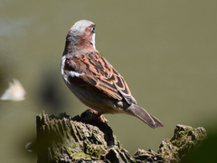 Passer domesticus