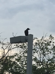 Corvus macrorhynchos