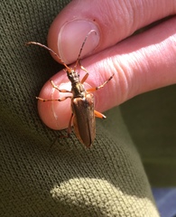 Stenocorus meridianus