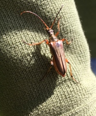 Stenocorus meridianus