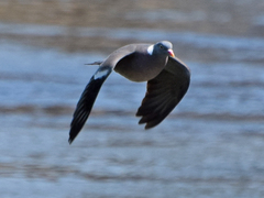 Columba palumbus