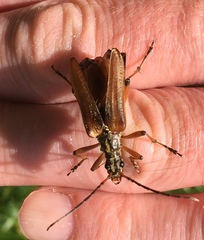 Stenocorus meridianus