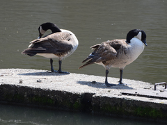 Branta canadensis