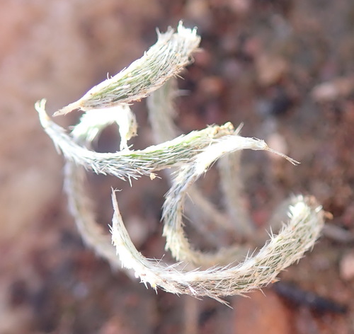Image of Gethyllis villosa by (c) Nicola van Berkel, some rights reserved (CC BY-SA)