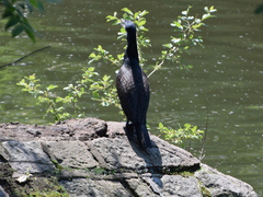 Phalacrocorax carbo
