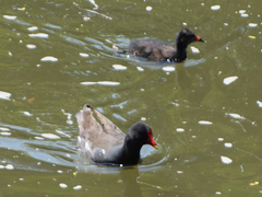 Gallinula chloropus