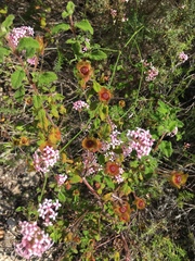 Asperula aristata