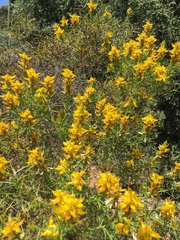 Genista hirsuta