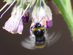 Bombus pratorum