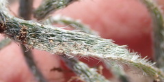 Gethyllis villosa