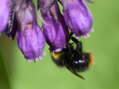 Bombus pratorum