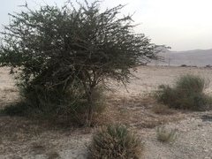Vachellia tortilis raddiana