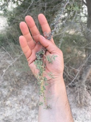 Vachellia tortilis raddiana