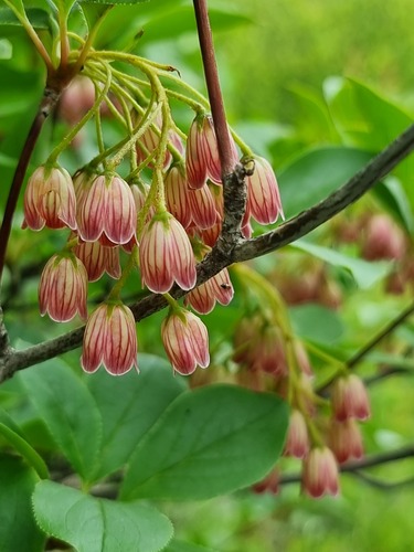Enkianthus campanulatus