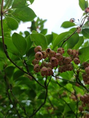 Enkianthus campanulatus, photograph (c) Andreas Taeger, some rights reserved (CC BY)