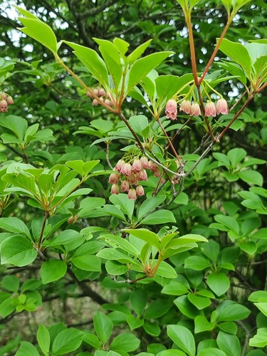 Enkianthus campanulatus, photograph 3
