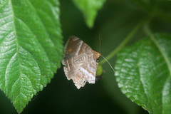 Buzara onelia