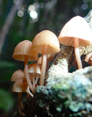 Mycena parsonsii