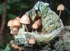Mycena parsonsii