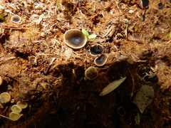 Ascobolus furfuraceus