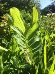 Polygonatum × hybridum