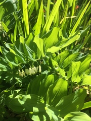 Polygonatum × hybridum
