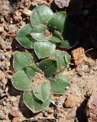 Drimia ciliata