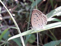 Pseudozizeeria maha