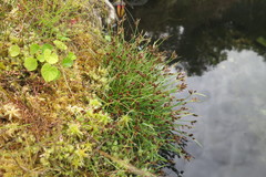 Fimbristylis dichotoma ochotensis