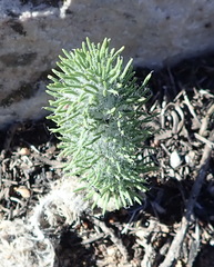 Eriospermum paradoxum