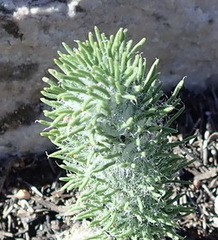 Eriospermum paradoxum