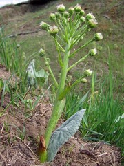 Petasites spurius