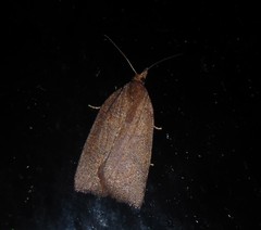 Planotortrix