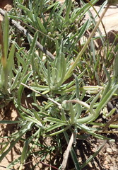 Arctotis lanceolata