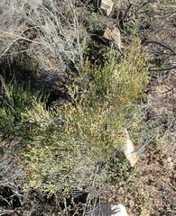 Dicerothamnus adpressus