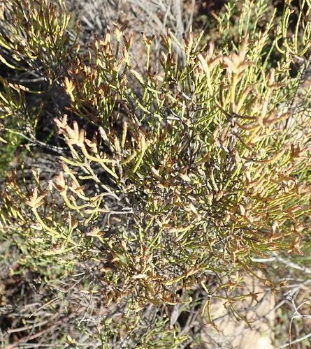 Image of Wife Renosterbush (Dicerothamnus adpressus) by (c) Nicola van Berkel, some rights reserved (CC BY-SA)