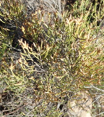 Dicerothamnus adpressus