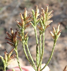 Dicerothamnus adpressus