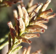 Dicerothamnus adpressus