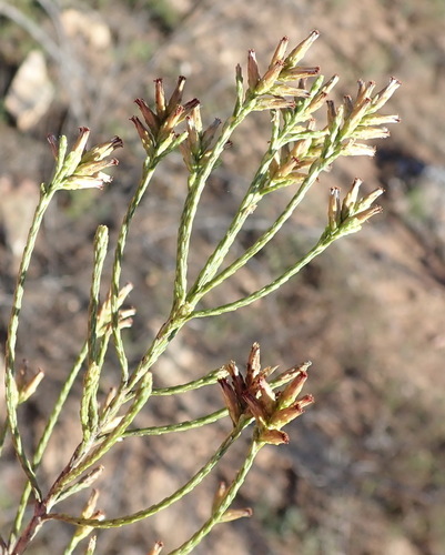 Image of Wife Renosterbush (Dicerothamnus adpressus) by (c) Nicola van Berkel, some rights reserved (CC BY-SA)