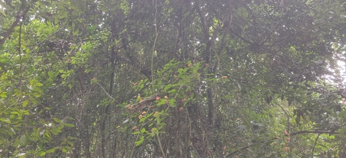 Dusky Palm Squirrel