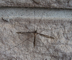 Tipula caloptera