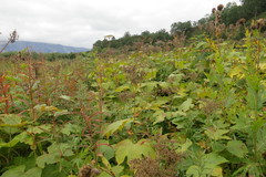 Filipendula camtschatica