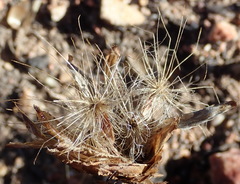 Pteronia staehelinoides