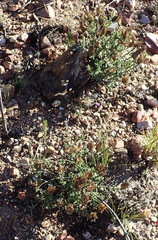 Pteronia staehelinoides