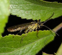 Symphyta