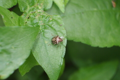 Eysarcoris guttigerus