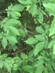 Racomitrium heterostichum