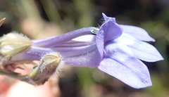 Lobelia linearis