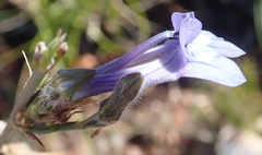 Lobelia linearis